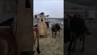 Коровы джерси мама и дочка