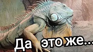 Игуана Черкассы зоопарк
