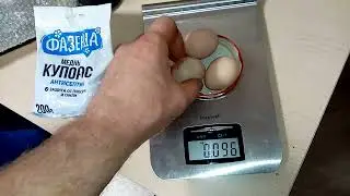 Вес первых яиц кур молодок Кучинская Юбилейная.