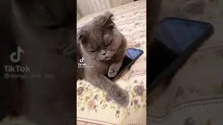 Алиса сколько будет 2+2. 😂😂😂🤣😂🤣😂😂🤣😂🤣😂🤣
