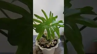 Ang Halaman ko