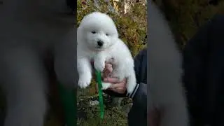 Щенки самоеда