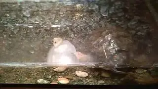 Моя черепаха #2