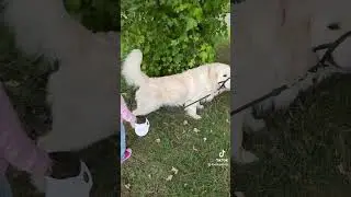 Kira walking teddy why is it so cute 😍😍😍🥰🥰