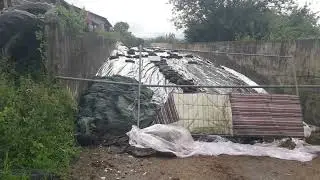 Фермаи калон гусола нест дигар.Зоти Голштейн