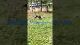🐕Рокки в бегах #собака #rottweiler #осень #любовь #shorts