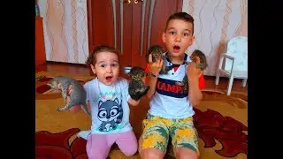 АМИР НАШЕЛ КОТЯТ!!!! Разрешит ли папа их ОСТАВИТЬ?
