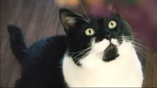 Cat vs. Piñata