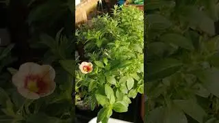 зимняя теплица Иркутск  1 января