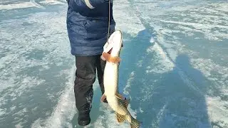 Шок!!!Щука-гигант.Закрытие зимней рыбалки.