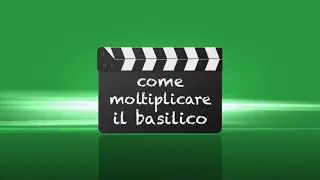 COME OTTENERE UNA PIANTINA DI BASILICO CON UNA TALEA