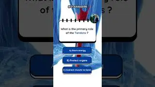 What’s the primary role of the Tendons ?