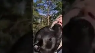 Staffie love