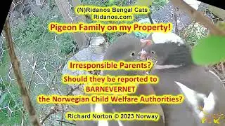 Pigeons 210523