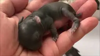 Four Newborn Bunnies 3 Days Old