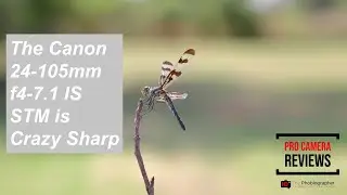The Canon 24-105mm f4-7.1 IS STM is Crazy Sharp