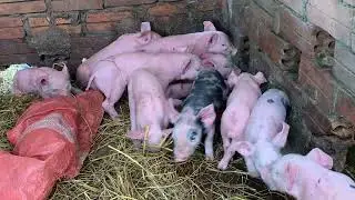 Take them to a place to sleep 😴 Others have not slept yet.