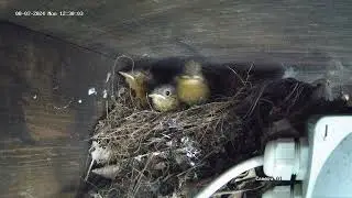 Robins a day before they flew the nest￼