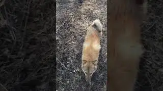 #зсл#охотаслайкой#охотаслайкойнамедведя