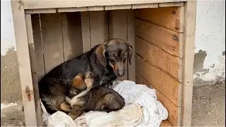 Новые жители 