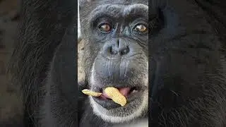 Pride Enrichment Parties - Save the Chimps