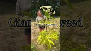 Giant hogweed can cause severe burns and blisters upon contact  #gardening #foraging #toxicplants