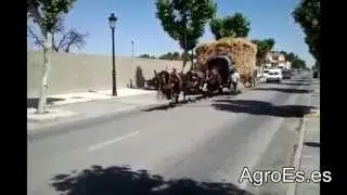 Acarreo tradicional de la mies desde el campo hasta la era