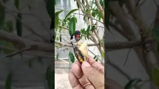 Burung Cabean Jinak  di dalam Aviary...