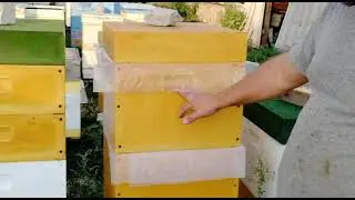 Подсадка племенной матки бакфаст ИО на лупящийся расплод.
