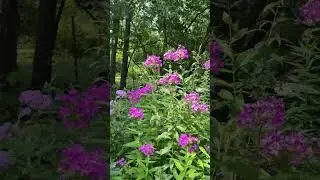 Gorgeous Garden Phlox