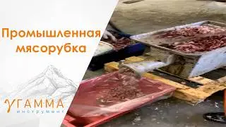Промышленная мясорубка перемалывает Рыбные голова после шредера ИШМ-220