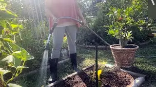 Planting Fall Bush Beans