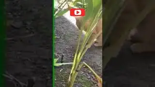 KUCING VS COBRA