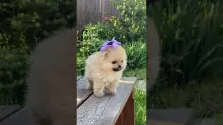 amazing dog #shorts #trendingshorts #viral #dog #doglover