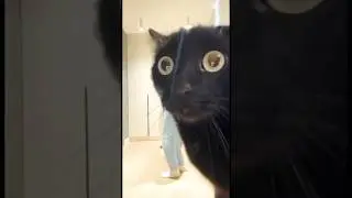 Funny cats 😂 episode 19 #shorts