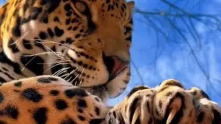BIG CAT CLAWS