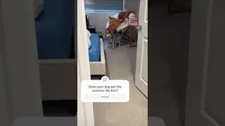 This pomsky has epic zoomies in the morning