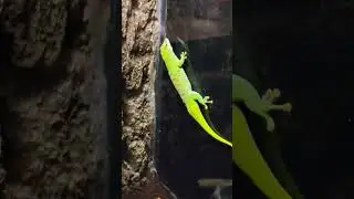 Reptiles, Turkish Travel
