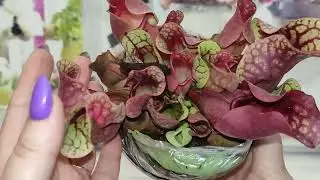 Супер ОГРОМНАЯ распаковка!!! Часть 1