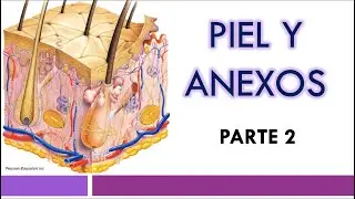 HISTOLOGÍA de la PIEL  |  Parte 2