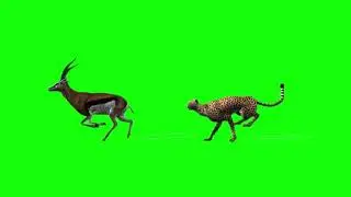 ANIMALS GREEN SCREEN FREE !!!