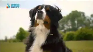 Löwenzähnchen 04 Keks auf Kükensuche
