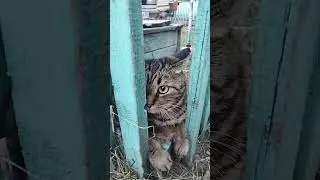 #рек #рекомендации #кот #котик #хочуврек