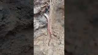 Глиняный шахтёр