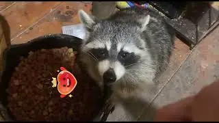 RACCOON RAVINE: Lil Orphan Runt stole a WHOLE bag of mallows