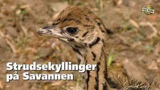 Strudsekyllinger på savannen
