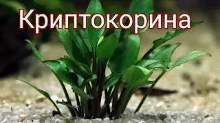 Криптокорина. Содержание и виды.