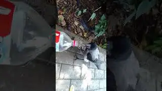Безбашенный ворон