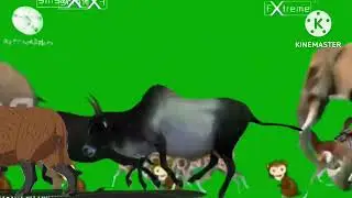 Animals and dinosaur and prehistoric stampede running green screen 