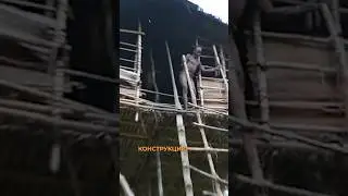Живут на деревьях и ходят голышом